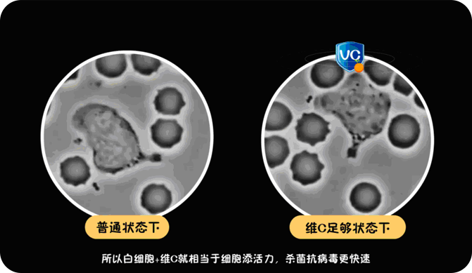 维生素C 维生素C